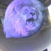 Crystal Ball - Lion - Image 2