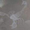 Crystal Ball - Scorpion - Image 2