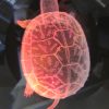 Crystal Ball - Turtle - Image 3